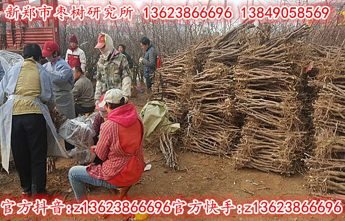 2cm工程专用枣树正在