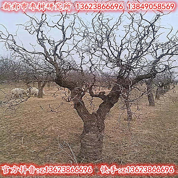 大盘龙枣树-景观枣树