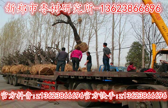 20-30公分工程专用枣树