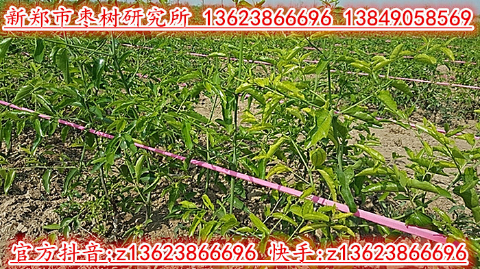 冬枣2号